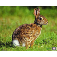 Nice Targets Rabbit Target Face p/k 5