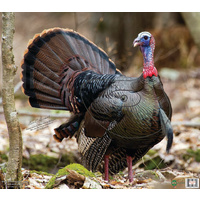 Nice Targets Turkey Target Face p/k 5