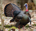Nice Targets Turkey Target Face