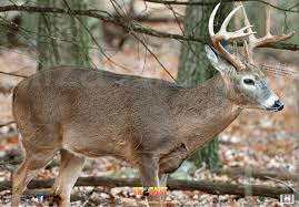 Nice Targets Deer Target Face
