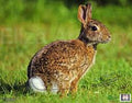 Nice Targets Rabbit Target Face