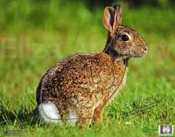 Nice Targets Rabbit Target Face