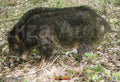 Nice Targets Wild Boar 28" x 40" Archery Target
